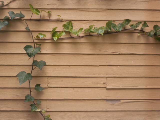 Wall and ivy
